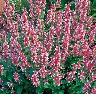 Котовник Фассена Дон ту даск