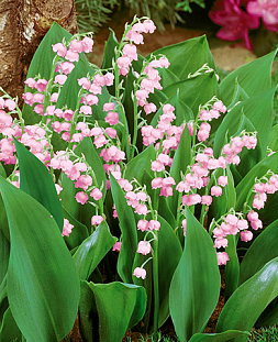 Ландыш Розовый