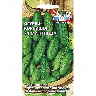 Семена Огурец Матильда корнишон F1