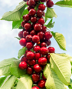 Черешня колонновидная Сильва Черешня колонновидная Сильва