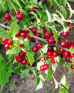 Саженцы Вишня войлочная Огонёк