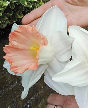 Нарцисс Бритиш Гэмбл