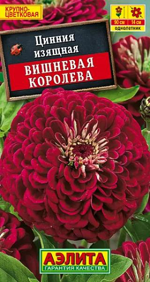 Семена Цинния Вишневая Королева.
Высокорослый, обильноцветущий сорт циннии с очень крупными (O12-14 см) махровыми соцветиями. Растения прямостоячие, крепкие, высотой до 70 см, с прочными цветоносами. Цветение раннее и продолжительное. Циннии неприхотливые, засухоустойчивые, предпочитают солнечное местоположение. Устойчивы к воздействию ветра. Используются для выращивания на клумбах, рабатках в групповых и одиночных посадках. Идеальная срезочная культура, соцветия долго стоят в воде, сохраняя яркость окраски. Агротехника. Выращивают рассадным способом. С развитием первой пары настоящих листочков сеянцы пикируют. В фазе 5-6 листьев проводят формирующую прищипку. Рассаду высаживают в открытый грунт, когда минует опасность заморозков. Растениям необходимы регулярные поливы, прополки, рыхления и подкормки. Возможен посев семян в открытый грунт на глубину1 см. 