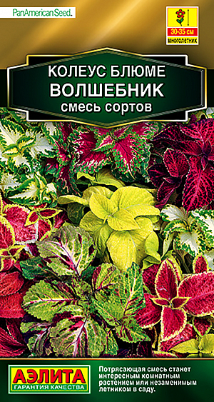 <div>
 Семена Колеус Волшебник смесь окрасок.
</div>
Популярное декоративнолиственное растение, которое с равным успехом используется как комнатное и как садовый летник. Выращивать его из семян – большое удовольствие, он отлично удается даже у новичков цветоводства. Невероятно яркие, «попугайные» расцветки, бархатная фактура и разнообразная форма листьев воспринимаются с неизменным восхищением. Листья не выгорают на солнце, их насыщенный цвет сохраняется на протяжении всего сезона. Быстрорастущая «крапивка» хорошо смотрится в контейнерных композициях с другими летниками, в группах, на клумбах, в бордюрах, массивами на рабатках. Для максимальной декоративности колеусу необходим яркий свет, защита от ветров, легкая питательная почва. Чтобы растение не тратило сил на цветение, удаляйте цветочные стрелки сразу после их появления.
Агротехника. Посев семян на рассаду в марте. Сеют поверхностно, без заделки, под стекло. Всходы появляются через 10-12 дней. С появлением рисунка на листьях сеянцы пикируют в отдельные горшки. При достижении растениями высоты 7-8 см проводят формирующую прищипку. Высадка рассады в грунт – в начале июня. Для хорошего роста растениям необходим своевременный полив, регулярная прополка, рыхление и подкормка минеральными удобрениями.
