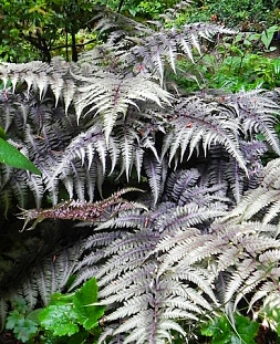 Кочедыжник ниппонский Металликум