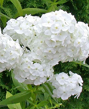 Флокс метельчатый Давид