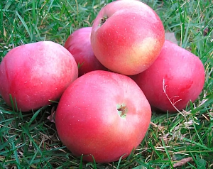 Яблоня Белорусское сладкое
