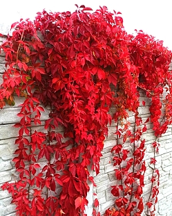 Саженцы Виноград девичий пятилисточковый Мурорум