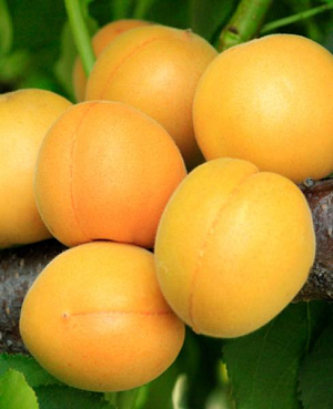 Саженцы Абрикос Медовый