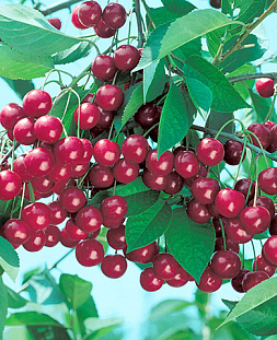 Саженцы Вишня Уральская рубиновая