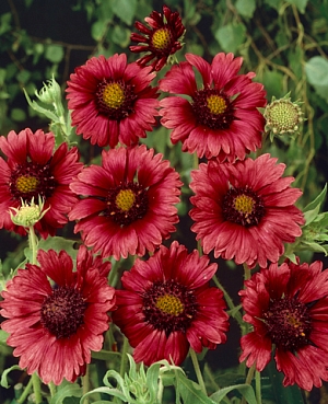 Гайлардия Бургундер