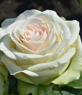 Роза чайно-гибридная Аваланж 