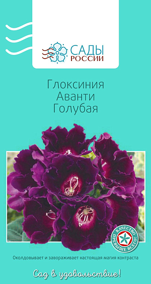 Глоксиния Аванти Голубая

«Аванти» – одна из самых раннецветущих серий с крупными (до 9 см в диаметре) бархатистыми колокольчатыми цветками ярких, насыщенных окрасок. Взрослое растение образует 10-15 бутонов. Для посева используйте тепличку с рыхлой торфяной землей. Через определенное время после пересадки глоксиния может «уснуть». Не пугайтесь, если она начнет терять листья. Сократите количество полива и поставьте в прохладное место. Через 2–3 месяца на луковице появятся новые побеги. Если растение не успело развиться как следует, то на зимовку лучше не отправлять. Продолжайте уход, поддерживая влажность, освещение, тепло.