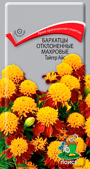 Семена Бархатцы Тайгер Айс откл. махровые. Яркие оригинальные соцветия! Куст компактный высотой около 20 см, густооблиственный. Соцветия своеобразной хохлатой формы. Язычковые цветки многочисленные ярко-желтые свернуты в трубочку, плотно собраны шапочкой, по краю соцветие оторочено большими темно-красными лепестками. Цветёт с июня по сентябрь. Используют для клумб, рабаток, бордюров и создания декоративных пятен.<br>
 Агротехника. Растение светолюбивое, засухоустойчивое. Предпочитает плодородные почвы и солнечные места (может расти при небольшом затенении). Размножают посевом семян в марте-апреле-. Глубина заделки семян 0,5-1 см. При температуре почвы +18°C всходы появляются через 7-15 дней. Сеянцы содержат при умеренной температуре, пикируют в фазе 2-х настоящих листьев. Высаживают в открытый грунт в конце мая - начале июня (когда минует угроза поздневесенних заморозков). Расстояние между растениями при посадке 15-20 см.<br>