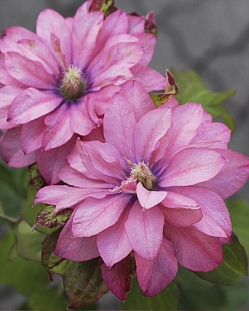 Клематис Пинк Пэшн