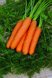 Семена Морковь (Драже) Нанте