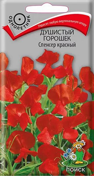 Семена Душистый горошек Спенсер красный<br>
 <br>
 Изящные формы, приятный аромат.&nbsp;Лазающие крепкие, хорошо облиственные стебли до 250 см длиной. Цветоносы прочные, упругие, 25-45 см длиной. Цветки красные, крупные, по 5-6 в кисти, с нежным приятным ароматом. Парус цветка с волнистым краем. Цветет с конца июня до заморозков. Используется для вертикального озеленения и на срезку.<br>