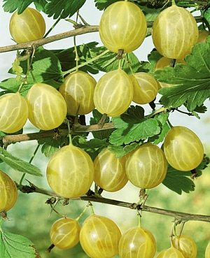 Саженцы Крыжовник Родник