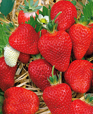 Саженцы Клубники (Земляники) садовой Альба