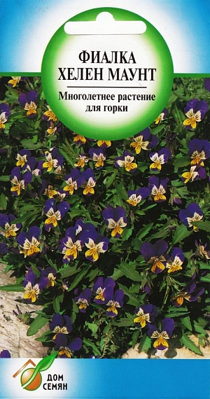 Фиалка Хелен Маунт