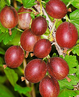 Саженцы Крыжовник Черносливовый