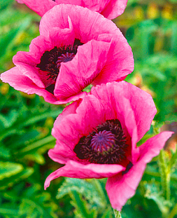 Мак Расберри квин