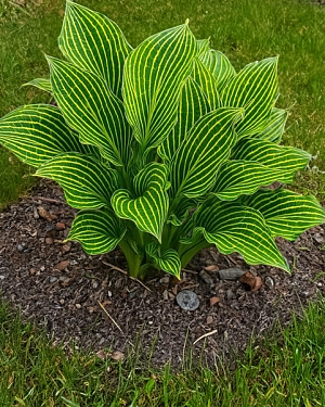 Хоста Сибериан тайгер