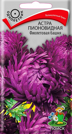 <div>
 Семена Астра пионовидная Фиолетовая Башня.
</div>
 Великолепный букет соцветий.&nbsp;Растение высотой 60-75 см. Соцветия фиолетовые, диаметром 8-10 см. Цветет в августе - сентябре. Используют очень широко: для посадки в сборные цветники группами, на рабатки – рядами и на срезку.<br>
 <b><br>
 </b><b>Агротехника</b>.&nbsp;Растение предпочитает открытое солнечное место, но выносит и полутень. Лучше растет на легких, плодородных почвах. Не переносит внесения органических удобрений в год посадки. Семена высевают с середины февраля по апрель. Глубина заделки семян 0,5 см. При температуре +20°C всходы появляются на 7-14 день. Через 3-4 недели посевы пикируют и выращивают при температуре почвы +12-15°C. В грунт рассаду высаживают во второй половине мая, выдерживая расстояние между растениями 25-30 см.