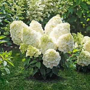 Гортензия метельчатая Мэджикал монблан
