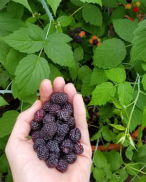 Саженцы Малина Черный бриллиант