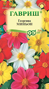 Семена Георгина Миньон, смесь