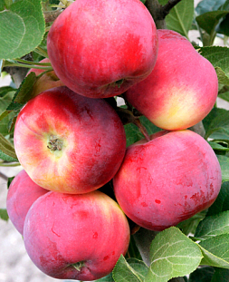 Саженцы Яблоня Серебряное копытце