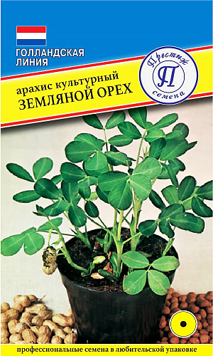Арахис культурный (земляной орех)<br>
 <br>
 Теплолюбивый однолетник семейства бобовых. Растения с ветвистыми побегами высотой 30 см с жёлтыми цветками, расположенными кистями на ножках в пазухах листьев. Плоды - вздутые, овальные, 2-4-семянные бобы, с паутинистым рисунком, созревая, наклоняются к земле и зарываются в неё, где и дозревают. Чаще используется для контейнерного выращивания. Посев начинают в середине весны.
<p style="text-align: justify;">
 Для арахиса важно, чтобы земля была очень рыхлой. Семена высевают в ящики, заделывая их на глубину в полтора размера семени. Проращивать на свету и поддерживать постоянную температуру 18-20 градусов. Всходы появляются на 10 день. С этого момента можно начинать подкормки. В начале лета растения пересаживают в грунт, на расстоянии 30 см друг от друга. Почва должна быть легкой и плодородной. После цветения, начинают образовываться завязи, опускающиеся к земле, и с этого момента растения необходимо постоянно окучивать, а также следить за поливом. Осенью можно начинать собирать урожай орешков.<br>
</p>
