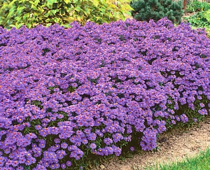 Астра кустарниковая Блю Лагун