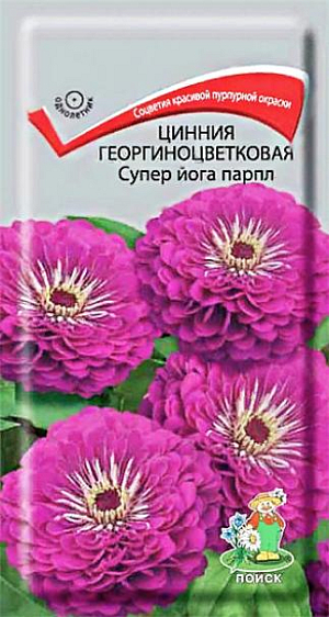 Семена&nbsp;Цинния Супер йога парпл.&nbsp;Плотные, красивые цветы цинний украсят самый изысканный сад. Глубокий пурпурный цвет великолепен. На высокой устойчивой ножке расположены несколько бутонов различного размера. Центральный достигает 8–9 сантиметров в диаметре. Небольшие лепестки ровными рядами расходятся от светлого центра. Розетка большая и очень упругая.<br>
Высокие и стройные растения органично смотрятся в центре клумбы. Эти фиолетовые гиганты можно посадить вдоль стены или забора. Букет из цинний простоит долго. Растение сильно боится мороза.