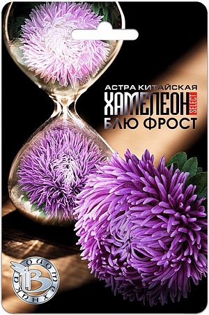  
 Семена Астра китайская Хамелеон Блю Фрост.
 
 
 Зачем покупать несколько расцветок астры? Достаточно посадить Астру – Хамелеон и вот она Магия! Сегодня цветок был одного цвета, а завтра уже другого!
 
 Неповторимый сюрприз – распустившейся цветок, со временем меняет свой цвет, да так, что на одном кусте оказываются цветки разного цвета!
 
 Хамелеон – волшебство и очарование.
 
 Форма цветка и расцветка подтверждена грунт-контролем данной партии. Однородность растений обеспечена калибровкой семян.
 
 Особая пирамидальная форма куста, имеющего высоту 65-75 см, с очень прочными стеблями с характерным ветвлением у основания
 
 Уникальная форма цветка – корзинка состоит из свернутых в трубочку и слегка закрученных по спирали внешних лепестков и загнутых к центру, в виде когтей дракона, внутренних лепестков
 
 Диаметр цветка составляет 10-12 см
 
 Побеги второго порядка мощные и одинаково хорошо развиты, что позволяет получить с одного куста 8-10 цветков для срезки.
 
 Посев: март - апрель для цветения в августе-сентябре. Семена равномерно распределяют по поверхности подготовленного стерильного (для избежания поражения сеянцев черной ножкой) грунта, слегка присыпают субстратом, полив теплой водой.
 
 Прорастание: 12-16 дней при температуре 15-20 °С.
 
 Пикировка: в фазе 2-3 настоящих листьев растения пикируют в горшки диаметром 6 см. Оптимальная температура при выращивании 14-16°С.
 
 Высадка в грунт: рассаду высаживают в грунт в возрасте 40-50 дней. При высадке рекомендуется размещать растения на расстоянии 25 – 30 см друг от друга.
 
 Грунт: богатые гумусом суглинистые почвы, рН 5,5-6,5.
 
 Удобрение: комплексное минеральное, с преобладающим содержанием азота.
 
 
 Особенности: не рекомендуется выращивать астры на одном месте более одного года. Не допускать плотных посадок, чтобы избежать поражения грибковыми заболеваниями.
 