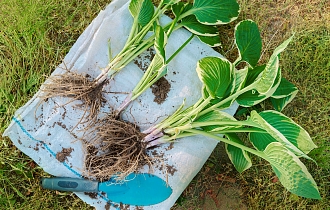 Деление и пересадка многолетников в августе-сентябре, сроки и правила Деление и пересадка многолетников в августе-сентябре, сроки и правила