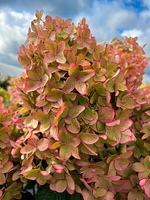 Гортензия метельчатая Металлика