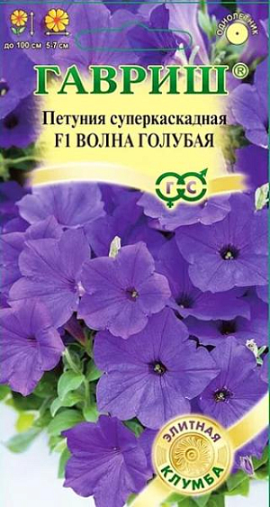 Семена Петуния суперкаскадная Волна голубая F1<br>
 <br>
 Гибриды из серии F1 «Волна» (Easy&nbsp;wave) получили признание и любовь у профессионалов и любителей по всему миру. Самая неприхотливая из петуний с каскадной формой куста, прекрасно растет даже в условиях короткого дня, что значительно упрощает выращивание рассады в зимние месяцы (январь, февраль) и сдвигает сроки цветения на более ранние. Даже в неблагоприятных условиях растения развиваются равномерно, это делает их незаменимыми для создания смесей нескольких оттенков, цветочных композиций с другими декоративными культурами уже на стадии ранних всходов. Во взрослом состоянии гибриды превосходят все известные каскадные формы, включая «сурфинию» по многим параметрам. Одно растение формирует множество, крупных цветков диаметром 5-7 см. Габитус растений зависит от плотности посадки. При высадке на расстоянии 30 см, растут, в основном, вверх, образуя живую изгородь высотой 30 см. Высаженные на расстоянии 60 см, разрастаются как почвопокровные во всех направлениях на площади 1,0 м². Но эффектнее всего выглядят растения в подвесных корзинах и балконных ящиках, где мощные многочисленные побеги длиной 0,75-1,0 м, свисая, образуют грандиозный цветущий водопад. Посев проводят с января по апрель, поверхностно, под стекло (после появления всходов стекло убирают). В зимние месяцы январь-февраль желательна досветка. На постоянное место высаживают, когда минует опасность заморозков. Светолюбива и достаточно засухоустойчива. Предпочитает легкие, плодородные, хорошо дренированные почвы.<br>
