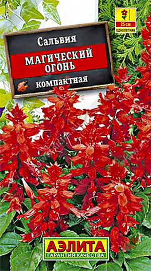 Семена Сальвия Магический Огонь.
Однолетнее низкорослое, обильноцветущее растение. Кусты крепкие, компактные, густооблиственные, высотой до 25 см. Цветки собраны в кистевидные соцветия 15-18 см длиной. Цветение раннее и продолжительное, с июня до первых заморозков. Растения свето- и теплолюбивые, устойчивые к воздействию дождя и ветра. Отлично смотрятся в групповых и одиночных посадках на клумбах, в бордюрах и рабатках. Хорошо подходят для выращивания в горшках и садовых вазах . Агротехника. Выращивается через рассаду. Всходы появляются через 1,5-2 недели. При появлении одной пары настоящих листьев сеянцы пикируют. В фазе 3-4 пар листьев проводят формирующую прищипку для лучшего кущения. Высаживают закаленную рассаду в открытый грунт, когда минует угроза заморозков. 