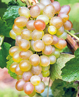 Саженцы Виноград Краса Севера