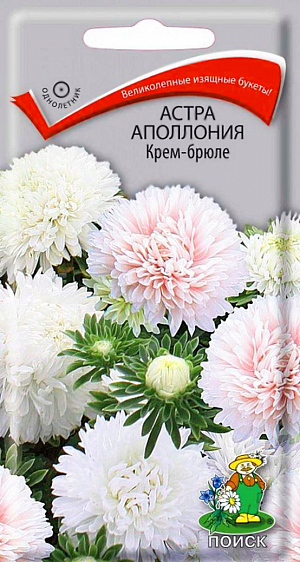 Семена Астра Аполлония Крем-брюле. Великолепные изящные букеты из белых и нежно-кремовых соцветий!&nbsp;Прочный куст высотой 70 см. Соцветия крупные, диаметром 10-12 см. Цветет в августе-сентябре. Используют очень широко: для посадки в сборные цветники группами, на рабатки - рядами, для бордюров и срезки.<br>
 <br>
&nbsp;Агротехника.&nbsp;Растение предпочитает открытое солнечное место, но выносит и полутень. Лучше растет на легких, плодородных почвах. Не переносит внесения органических удобрений в год посадки. Семена высевают с середины февраля по апрель. Глубина заделки семян 0,5 см. При температуре +20 ˚C всходы появляются на 7-14 день. Через 3-4 недели посевы пикируют и выращивают при температуре 12-15 ˚C. В грунт рассаду высаживают во второй половине мая, выдерживая расстояние между растениями 20-30 см.