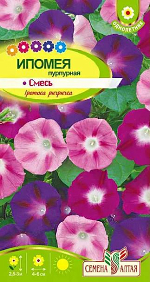 Семена Ипомея "Пурпурная" смесь.<br>
Быстрорастущая однолетняя травянистая лиана, достигающая 2,5-3 м в длину. Великолепное украшение сада, одно из лучших растений для вертикального озеленения. Контрастно и очень эффектно смотрятся крупные (4-6 см диаметром) воронковидные цветки малиновой, розовой, сине-фиолетовой и лиловой окраски на фоне ярко-зеленых сердцевидных листьев. Цветет в солнечную погоду с июля до осенних заморозков. Тепло- и влаголюбивое растение, предпочитает солнечные, но защищенные от зноя места на участках с богатой рыхлой суглинистой почвой. Семена перед посевом замачивают на 2-3 часа в горячей воде или перетирают с песком. Высевают либо в открытый грунт в мае, либо на рассаду в торфяные стаканчики в апреле. Рассаду в открытый грунт высаживают в конце мая-июне, не нарушая целостности кома земли.