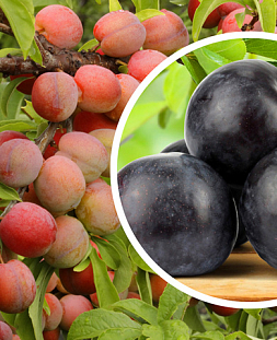 Саженцы Комплект полукарликовых слив №5: Неженка, Волжская красавица, Светлячок