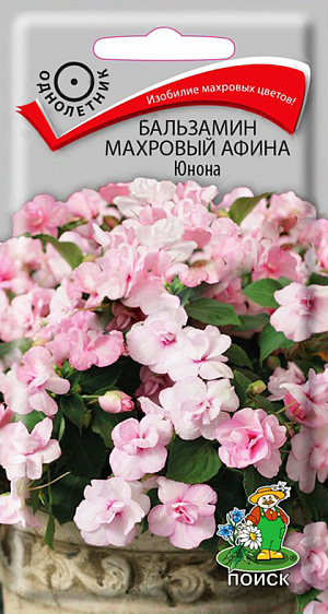 Семена Бальзамин Афина Юнона Махровый.
Очаровательный куст с густой листвой, высотой 30-35 см. 
Соцветия махровые, нежно-розовых оттенков. Цветёт очень обильно. 
Превосходно подходит для оформления подоконников и балконов, используют для клумб, рабаток, подвесных кашпо. 
Агротехника. Растение теплолюбивое, хорошо растет на открытых солнечных местах или в полутени. 
Обильно цветёт на лёгких, плодородных почвах. Полив обильный, почва всегда должна оставаться влажной. 
Хорошо переносит стрижку. Размножают семенами и черенками.
 Семена засыпают мелкозернистым песком слоем 3 мм и поддерживают постоянную влажность. 
При температуре почвы +18-20°C всходы появляются через 15-20 дней. 
Сеянцы пикируют в горшочки по одному растению. 
В грунт высаживают по окончании весенних заморозков, расстояние между растениями 15-20 см.