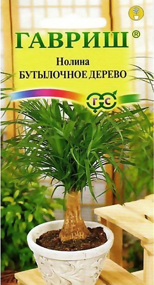 Семена Нолина Бутылочное дерево.
Это необычное растение относится к семейству Агавовых и пользуется заслуженной популярностью у цветоводов-любителей. Имеет бутылкообразный ствол и длинные узкие листья до 1 м длиной, расположенные вокруг стебля. Нолина очень устойчива, неприхотлива, за ней легко ухаживать. Зацветают только с возрастом в оранжереях, достигая довольно крупных размеров. 
Предпочитает светлое солнечное место, температуру воздуха комнатную и выше. Летом растения можно вынести на террасу или балкон. При содержании растения зимой в пределах +15-+18 °C полив исключают. При обычной комнатной температуре содержания около +20-22 °C увеличивают влажность воздуха путем периодического капельного опрыскивания листьев. Раз в 2 недели в плоский поддон наливают теплую воду. Летом так же умеренный, ограниченный полив. Поливают только после полного подсыхания земляного кома. Краткосрочные засухи не вредят растениям. Подкормку производят летом комплексным минеральным удобрением раз в месяц, уменьшив концентрацию в 2 раза. Из семян выращивается легко, сеянцы легко всходят при температуре почвы 20 °C и растут быстро. Молодые растения пересаживают ежегодно, взрослые – реже в горшки с широким основанием.
