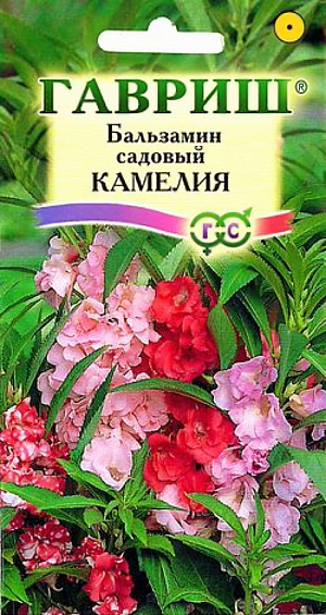 Семена Бальзамин Камелия Садовый.
Однолетнее растение. Куст шаровидной формы высотой до 30 см и диаметром 10-15 см. 
Листья темно-зеленые. Растение усыпано крупными, диаметром 4 см, махровыми цветами светло-розовой окраски. 
Цветет с июня до заморозков. Растение неприхотливое. Хорошо растет в полутени. Предпочитает легкие плодородные почвы. 
Достаточно влаголюбиво, но не переносит избыточного переувлажнения. 
Размножают семенами, посев которых производят в марте-апреле в рассадные ящики. 
Посевы засыпают влажным песком слоем 3 мм и поддерживают постоянную влажность, для чего емкость накрывают стеклом и ставят в хорошо освещенное место. 
Всходы появляются через 14-20 дней. После появления всходов, влажность субстрата и воздуха необходимо уменьшить, сняв покровное стекло. Сеянцы, достигнув высоты 1 см, пикируют в горшки по одному растению. На открытый балкон растения выставляют в середине мая. Используют для украшения контейнеров, висячих корзин и клумб, можно выращивать, как комнатное растение.