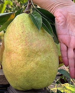 Саженцы Груша Дельбарью