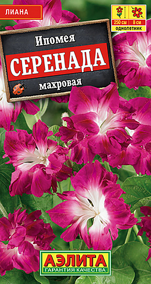 Семена Ипомея махровая Серенада.
Чудная вьющаяся лиана с красивыми листьями и нарядными, полностью махровыми, гофрированными цветками богатого вишнево-красного цвета. Цветки остаются открытыми значительно дольше, по сравнению с обычными сортами. Растение способно взобраться по любой опоре и соткать на ней живой ковер удивительной красоты. Она будет достойным украшением подпорных стенок и беседок.
Агротехника. Посев в открытый грунт в конце мая предварительно замоченными семенами, гнёздами по 2-3 шт, с шагом 30 см. Всходы появляются на 5-7 день. Цветение с середины лета до заморозков. Можно сеять на рассаду в горшочки в конце апреля, это ускорит цветение на 3-4 недели. Влаго-, свето-,теплолюбива.