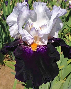 Ирис бородатый Домино Нуар